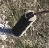 Parafudr — Surge arrester